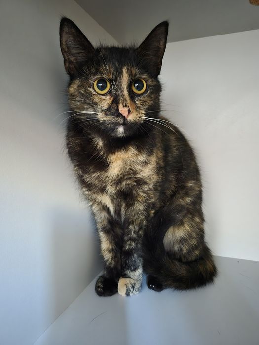 Киця 7-8міс.,врятована з вулиці, ласкава, грайлива, стериліз."ДоброКіт