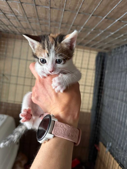 Gatinhos com 2 meses para adoção responsável