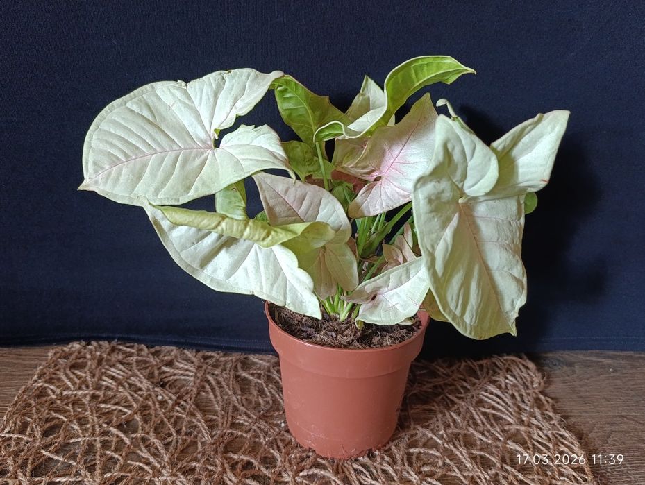 сингоніум.  Pink