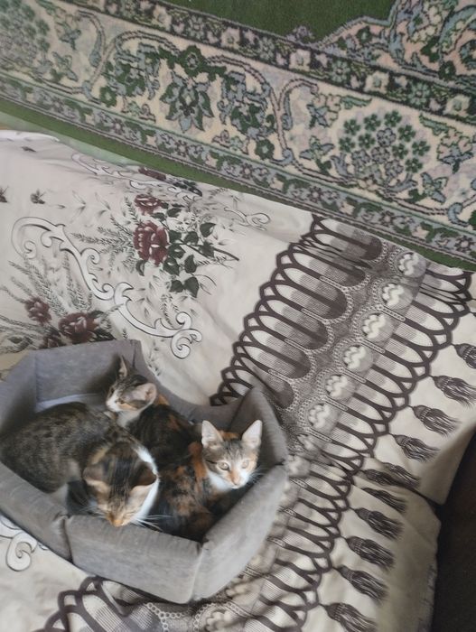 Бесплатно в хор руки отдаем  котят  мальчик и 2 девочки