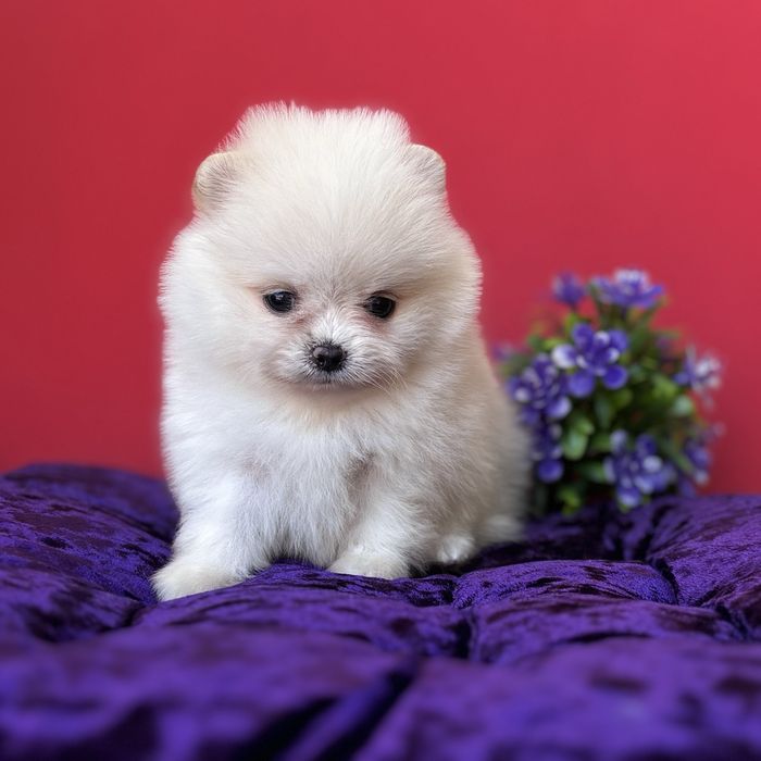 лялькова дівчинка тип ведмедика