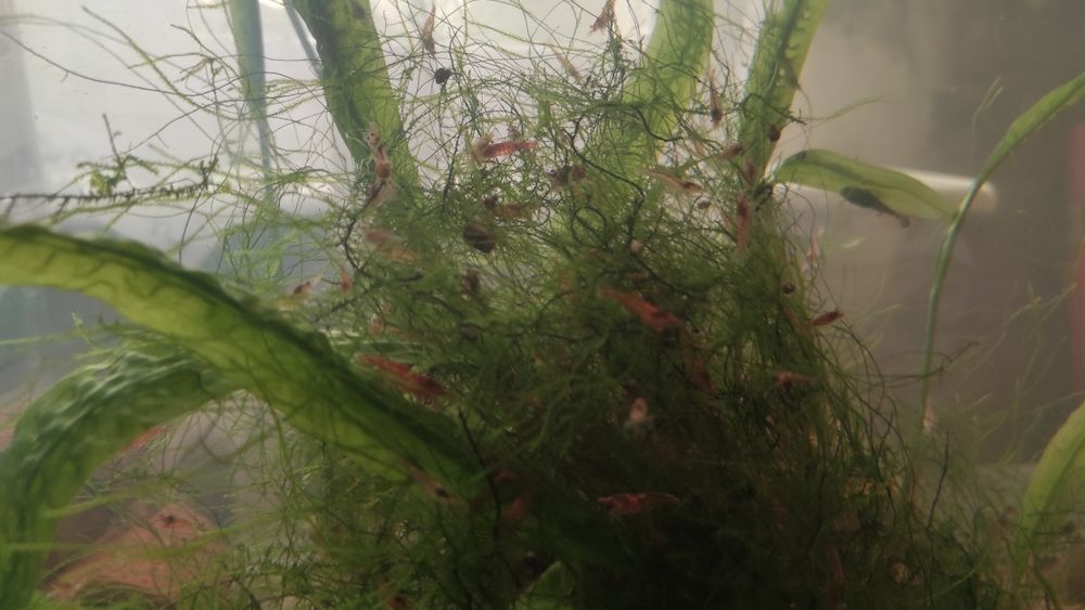 krewetki red cherry