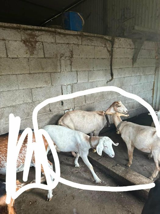 Cabras cruzadas boas