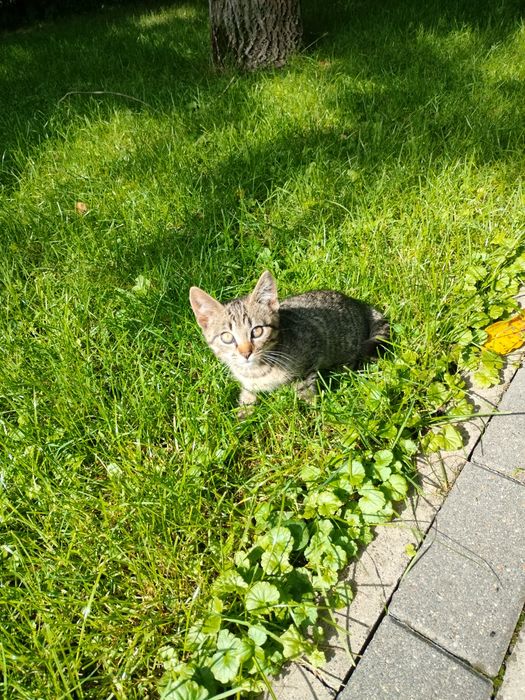 Oddam kotke w dobre ręce