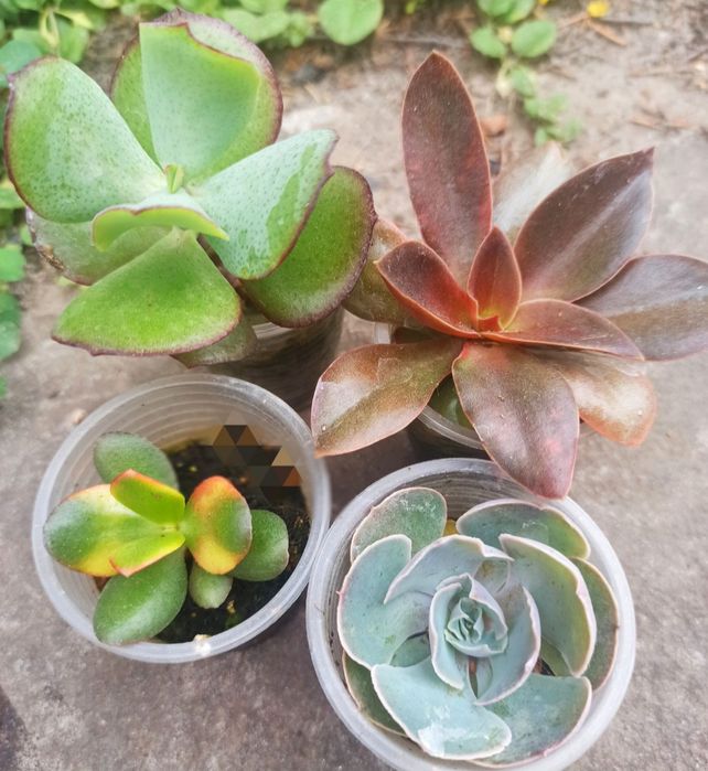 Сукуленти асортимент/ різні сукуленти/ рідкісні сукуленти