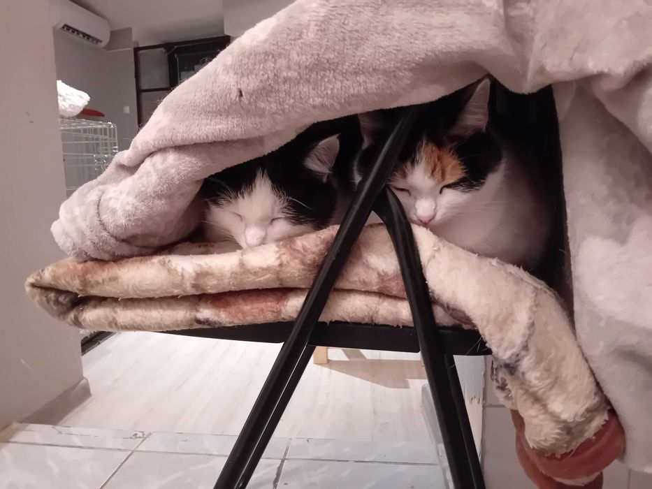 Dwupak Szukamy domu w duecie, adopcja rodzeństwo