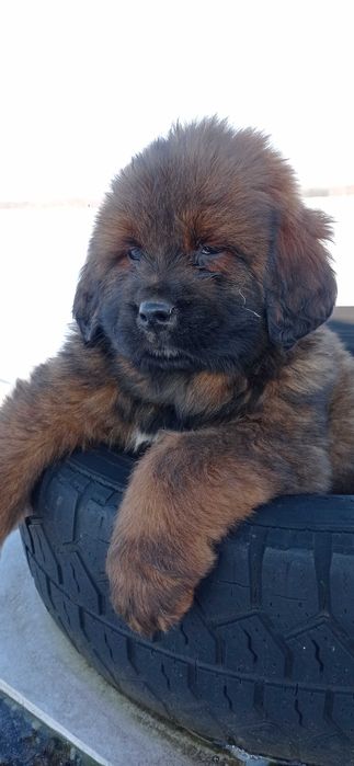 Mastif tybetański FCI