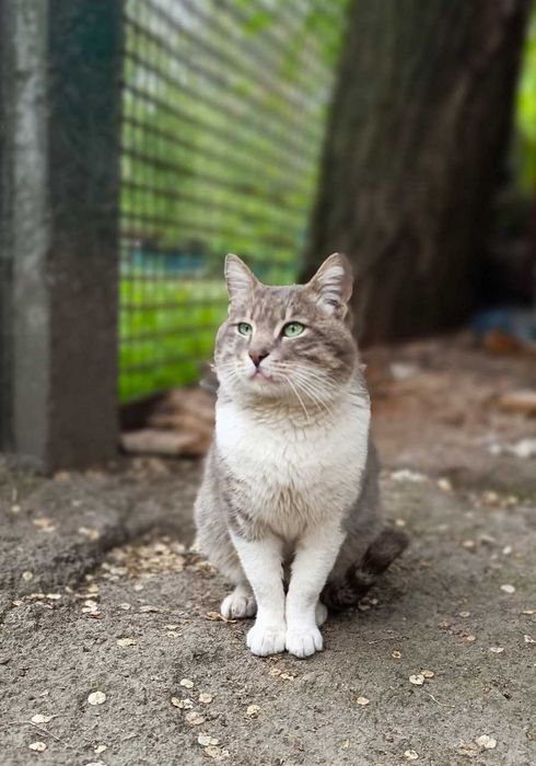 в добрі руки котик