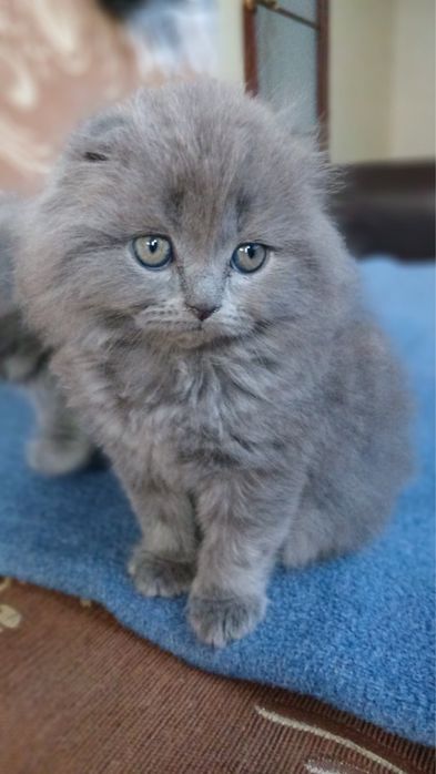 висловухі котики