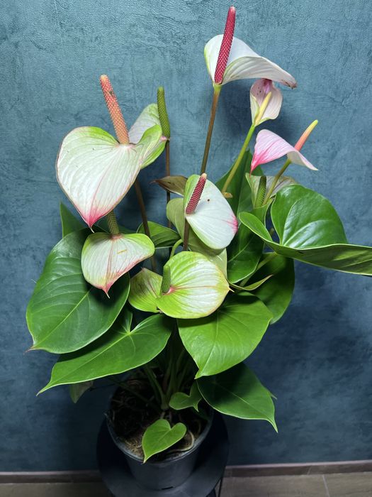 Антуріум Принцеса Амалія h 80 см