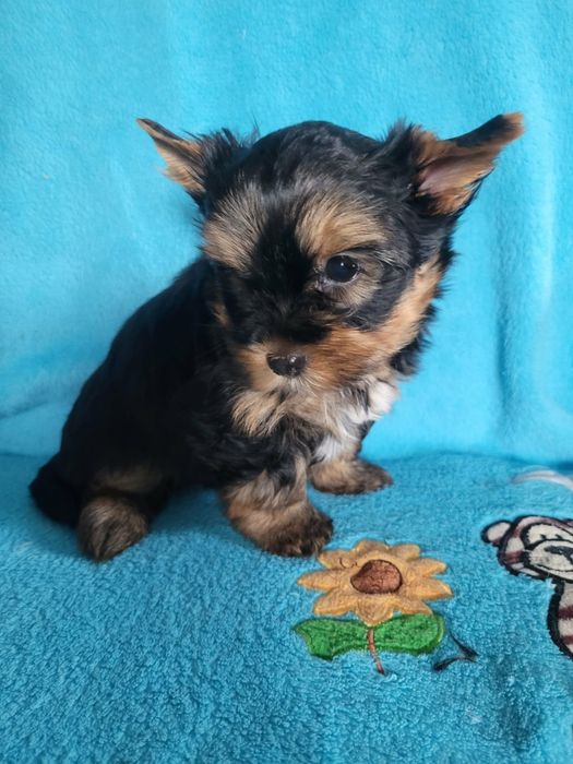 Yorkshire Terrier