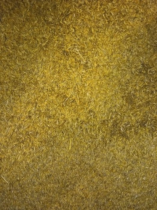 Sprzedam owies zbiór 2025