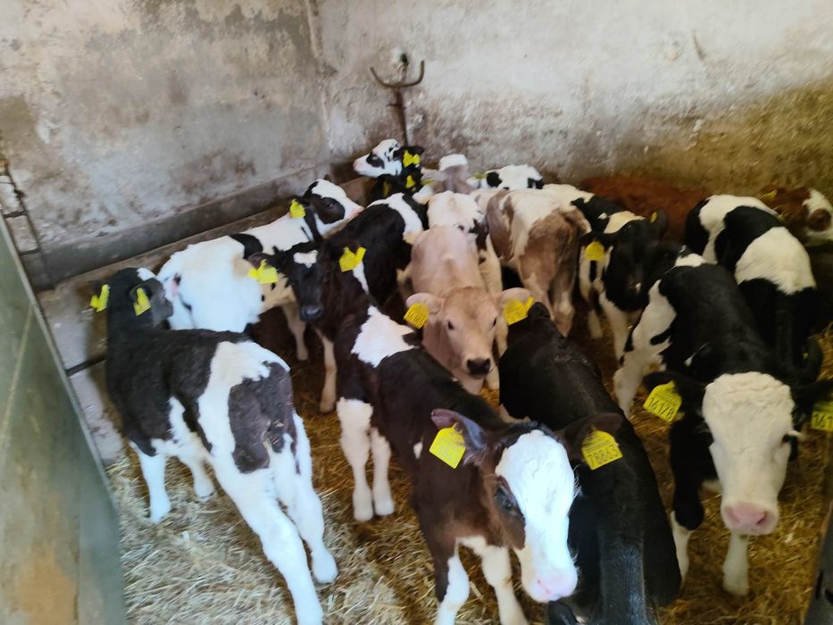 Jałoszki Polskie 13 sztuk