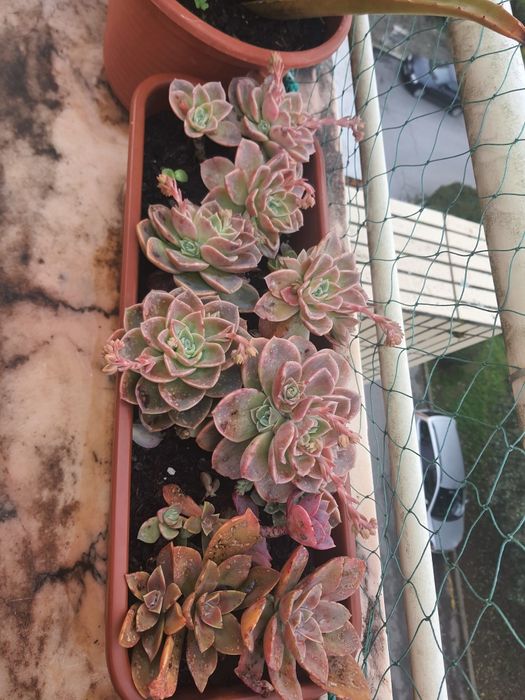 Plantas em vasos de barro e floreiras