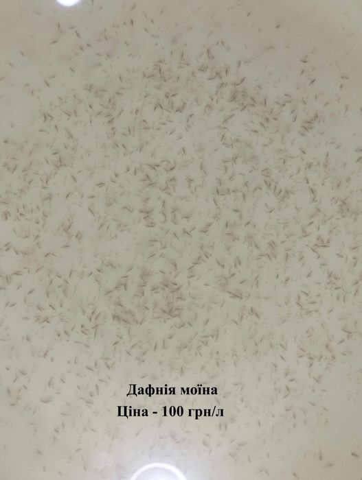 Гриндальський/ізраїльський черв'як/артемія/інфузорія/ тетраселміс/дафнія моїна/корм для креветок