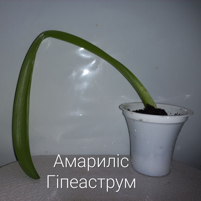 Кімнатні рослини. Тільки Львів.