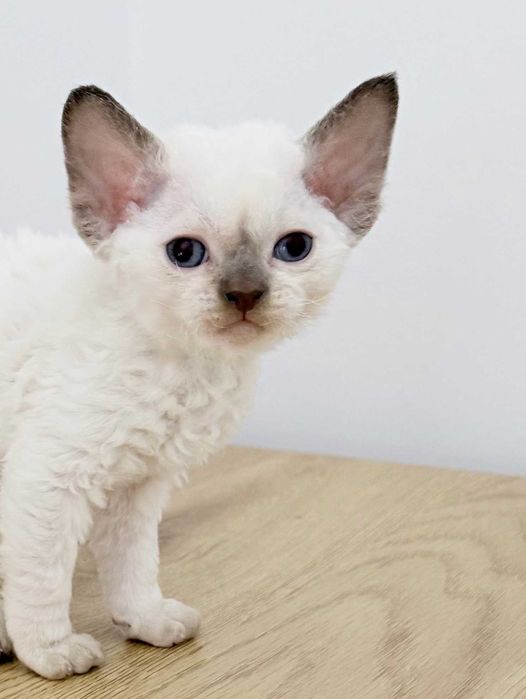 Devon Rex z rodowodem Fpl