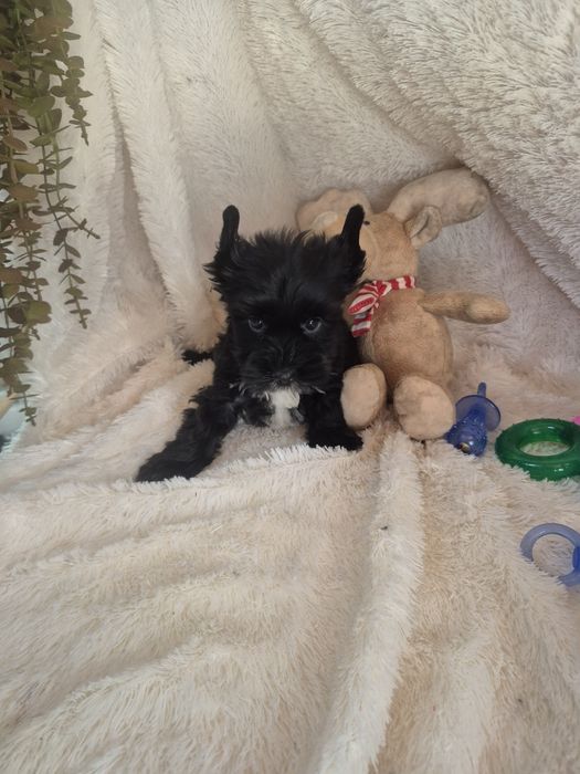 Biewer Terrier Macho Criadora Registada PT3088FL