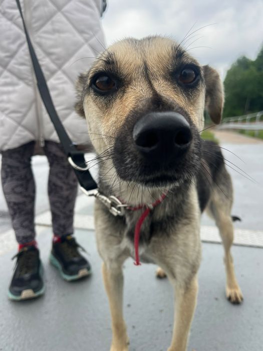 Daisy do adopcji