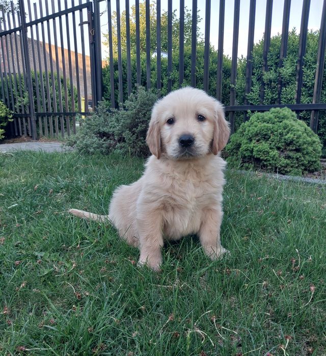 Goldeny, Golden Retriever.