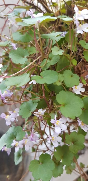 Цимбалярия почвопокровник