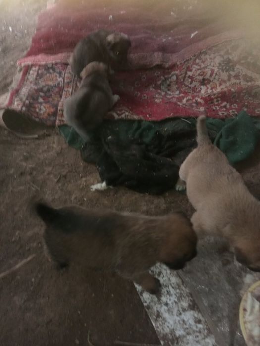 Продам очень красивых щенят