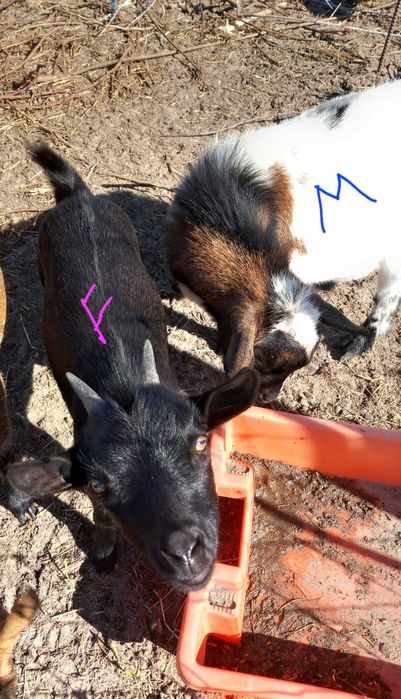 Casal cabritos anões