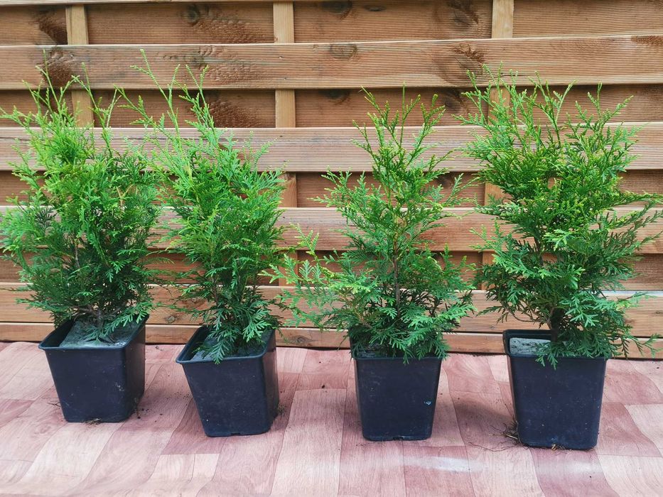 Thuja Brabant gęsty 7 sztuk doniczka gwarancja przyjęcia