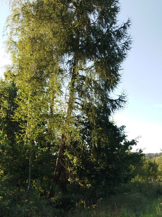 Modrzewie ok 20-30 letnie do wycięcia Chmielnik rzeszowski