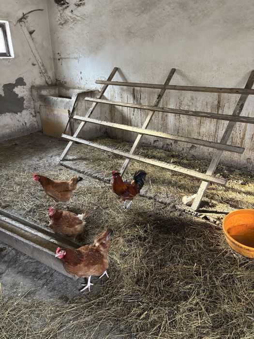 Kogut czubaty młody