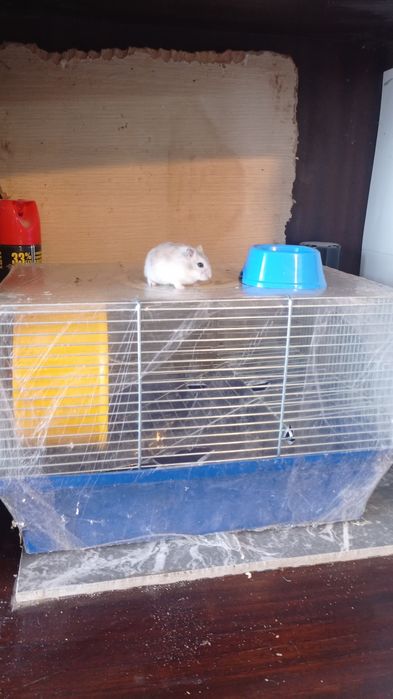 Кліточки на вибір