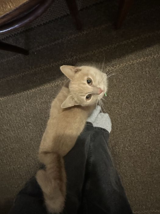 Котик 9 місяців, віддамо