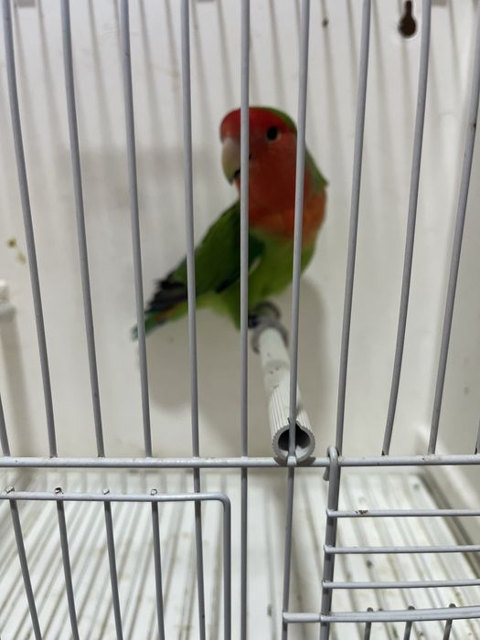 Agapornis longfeather