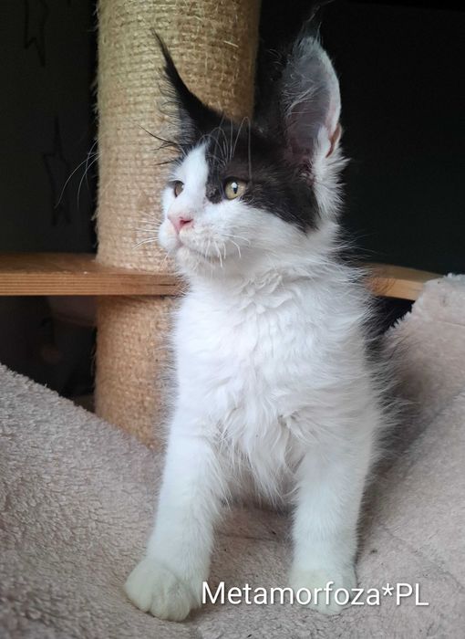 Kocurek maine coon