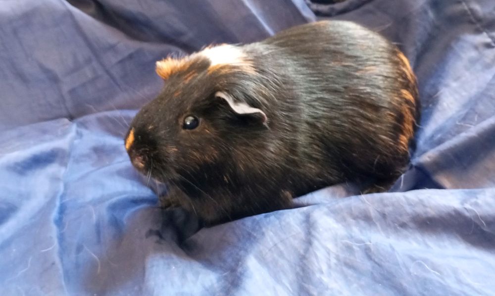 Морська свинка цікавий хлопчик