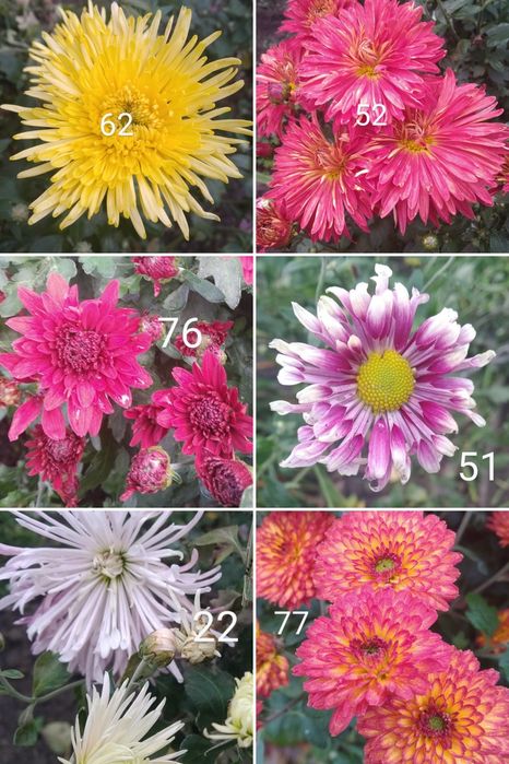 Хризантема, лилейник,безвременник,ирисы