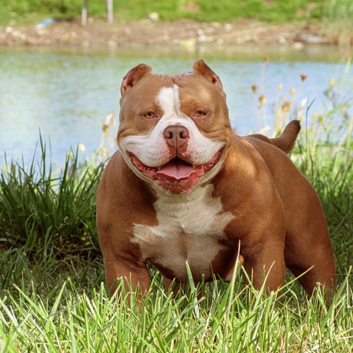 American Bully Pocket