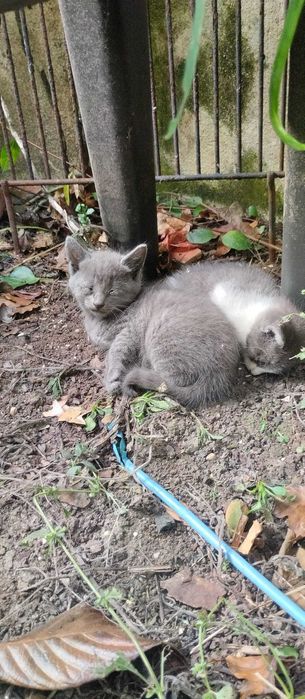 Gatinhos bebés para adopção