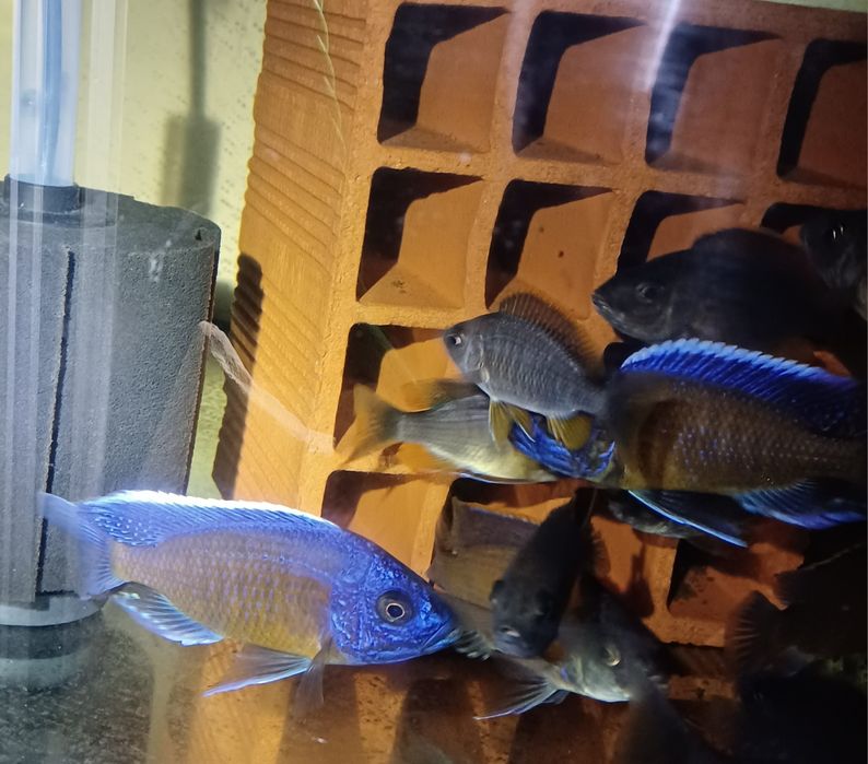 Cicllidio africano - Copadichromis borleyi Kadango