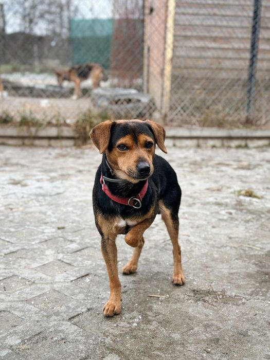 Dżamal - mały pies, który po prostu chce mieć dom