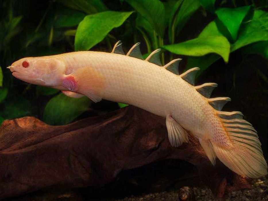 Wielopłetwiec senegalski albinos - Polypterus senegalus albino