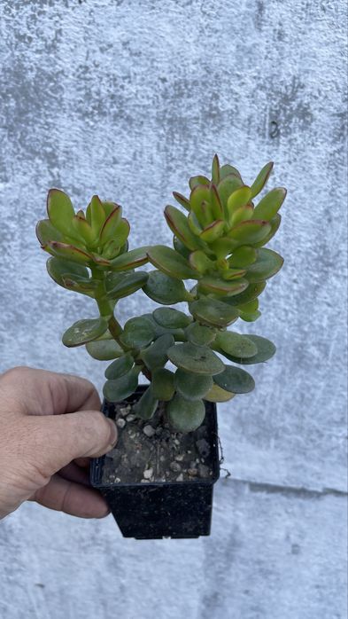 Крассула минор  Денежное дерево