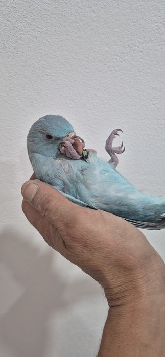 Ring nek azul criado a mão