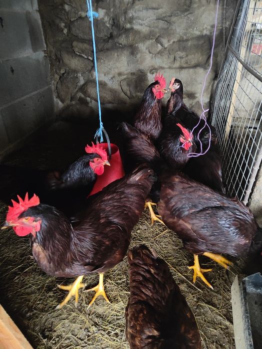 Galos Rhode Red Island