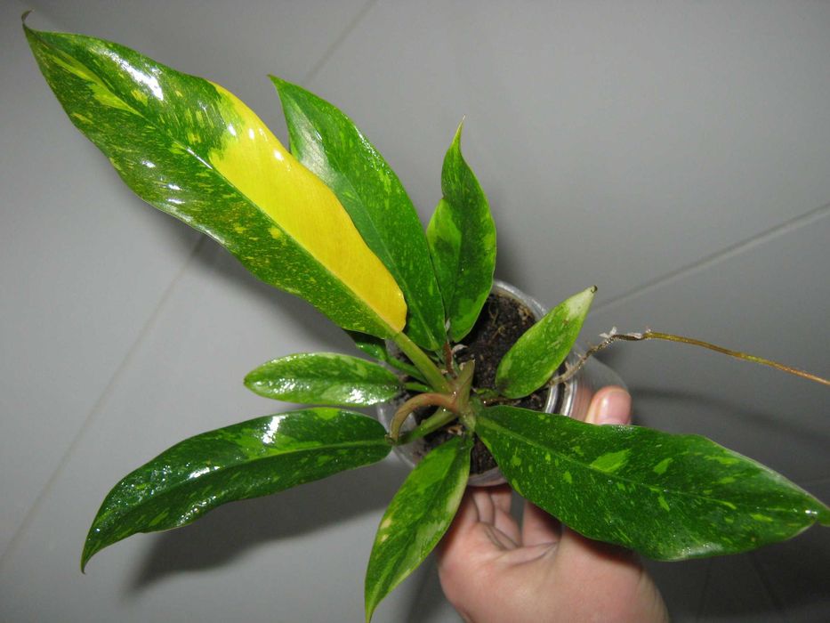 філодендрон рінг оф файер