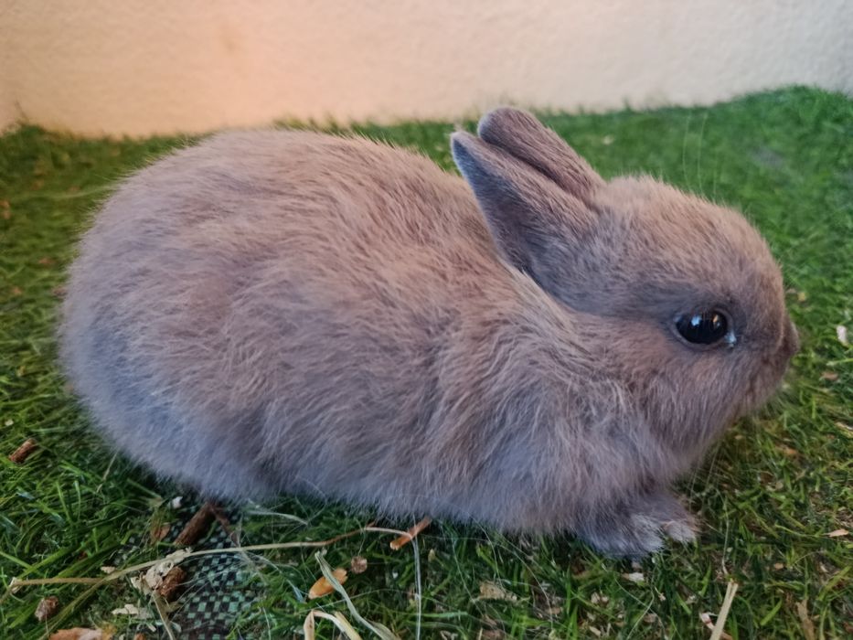Vendo coelhos holandês anão com 2 meses