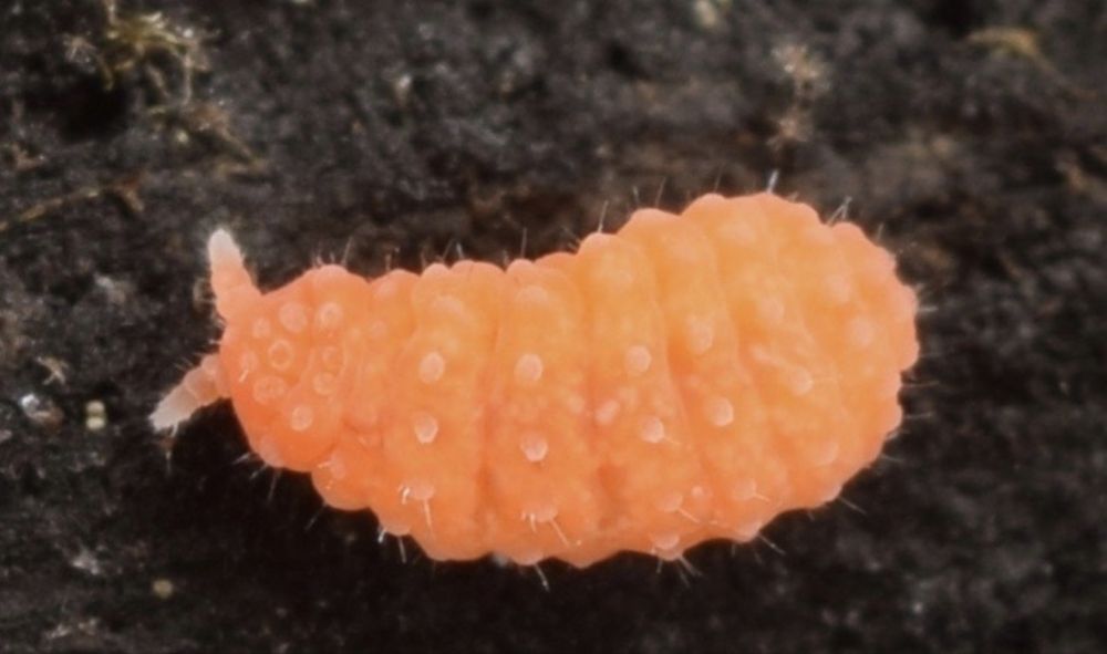 Pomarańczowe skoczogonki Yuukianura aphoruroides - ekipa sprzątająca