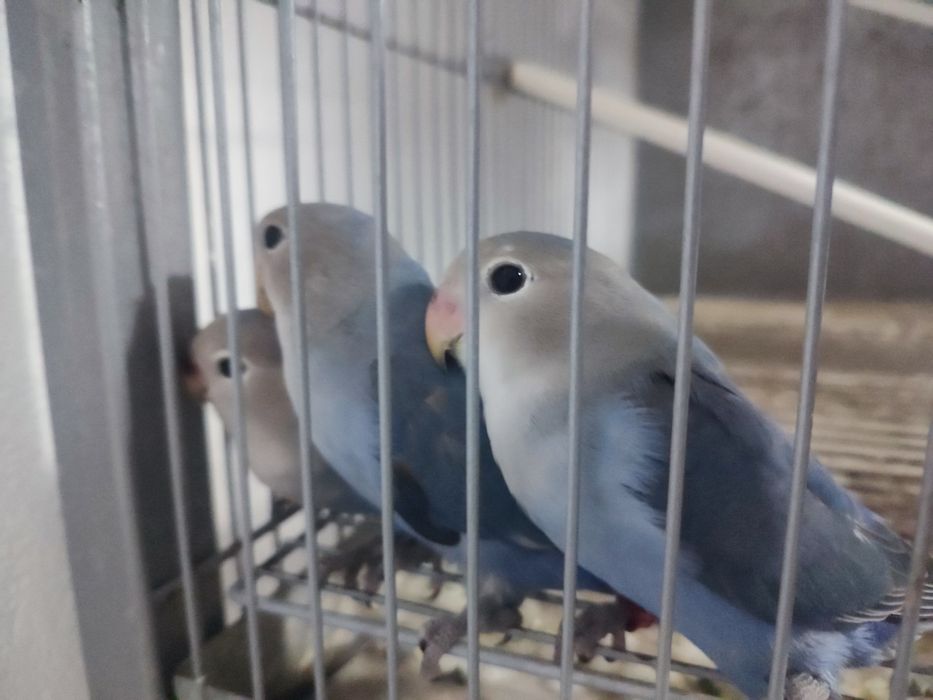 Caturras e Rosicollis criados e por terminar de criar