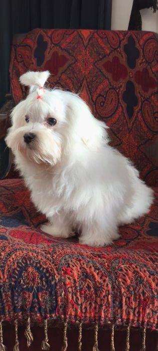 Мальтійська болонка КСУ  дівчинка