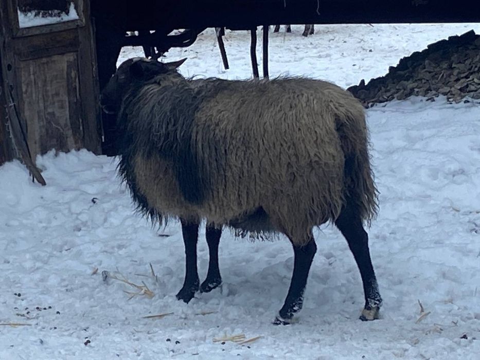 Продам барана півтора річного